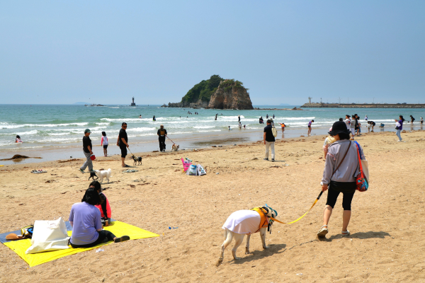 태안을 찾은 반려인과 반려견들 모습.