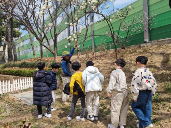와동초등학교 학생들이 '벚꽃과 매화 구분하기' 프로그램에 참여하는 모습.