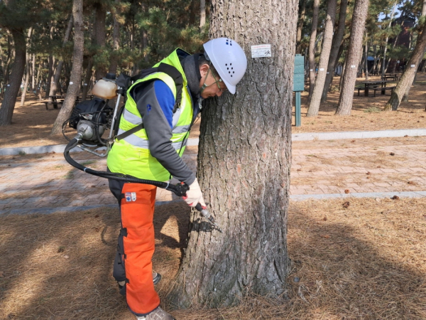 소나무재선충병 방제 모습.