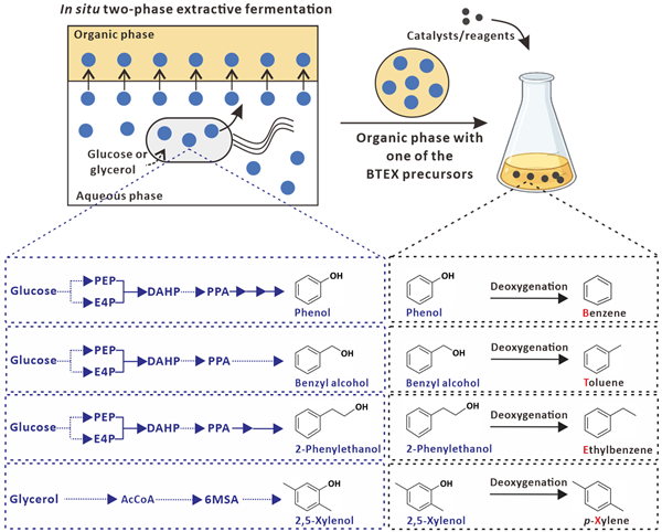 첨미생물 공정과 화학적 공정을 결합한 포도당과 글리세롤로부터의 BTEX 생산 공정 요약도