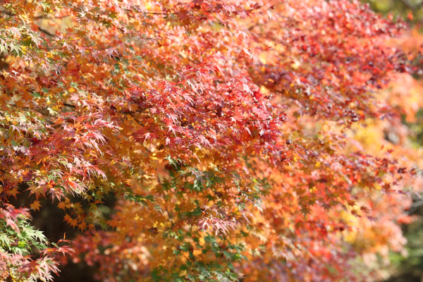 성주산 단풍나무