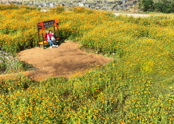 유성천·관평천·진잠천·탄동천·화산천·반석천 등 6개 도심 하천의 사계절 꽃길 조성 모습