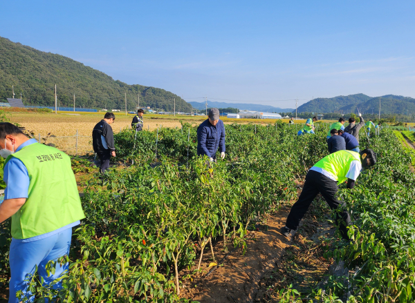 공주시의 고추농가에서 충남세종농협 임직원과 보라미봉사단이 합동 일손돕기를 하고 있다.