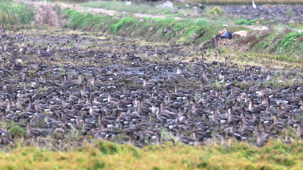 천수만을 찾은 겨울 철새 모습(기러기류, 지난 10월 12일 촬영)