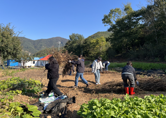 미산면 농가 방문, 지역 인력난 해소 농촌 일손 돕기 활동 진행 모습