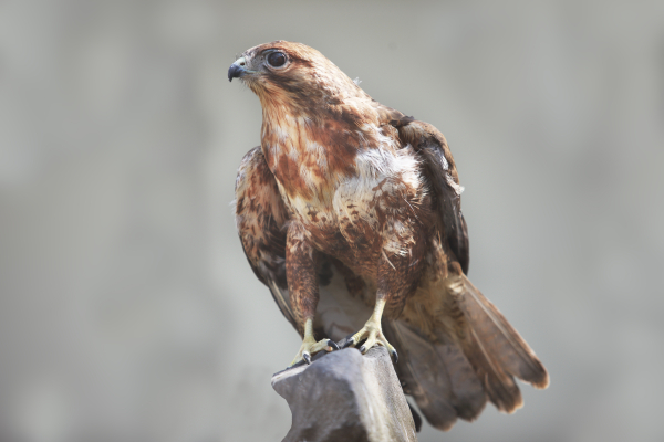 천연기념물 황조롱이