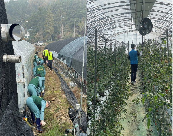 보라미봉사단과 농심천심 농촌일손돕기 봉사활동 진행 모습