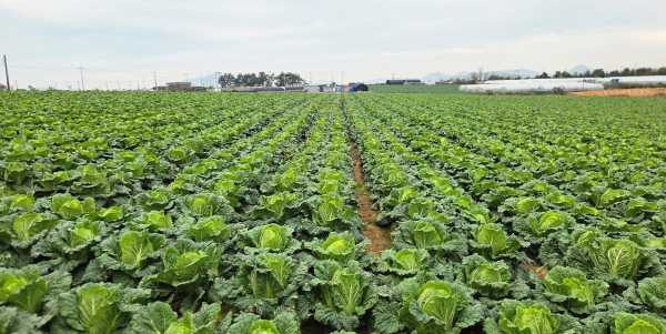 전남 해남군가을배추 생육 현장