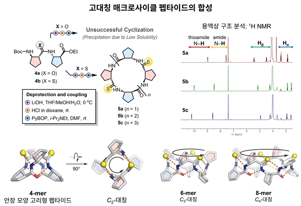 고대칭 매크로사이클 펩타이드의 합성과 구조 분석