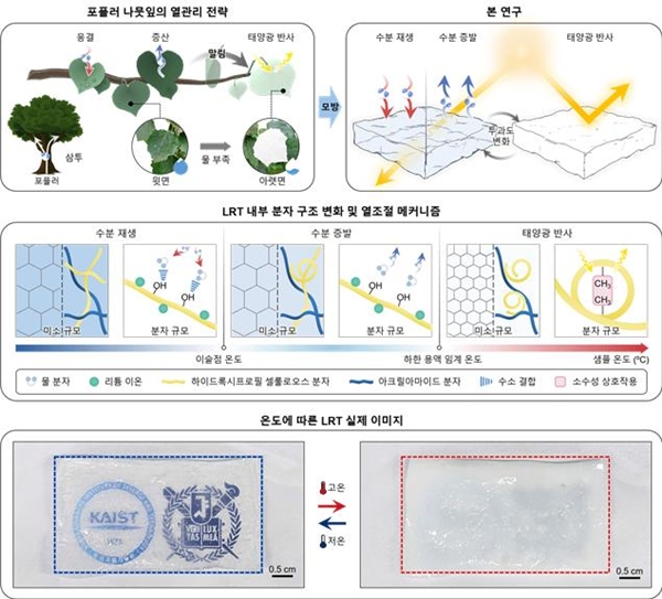 포플러 나뭇잎의 열관리 전략을 모사한 하이드로겔 기반 자율 온도조절기의 작동 개념도