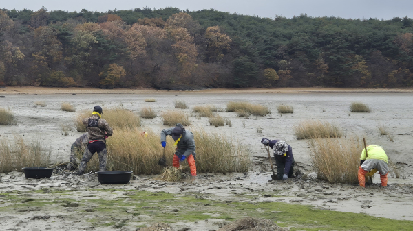 지난 18일 지곡면 도성리, 대요리 일원 갯벌에서 진행된 갯끈풀 제거 작업 진행 모습