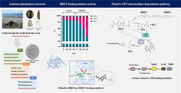 해변에서 수거한 폐플라스틱으로부터 분리한 미생물의 BHET 분해 및 관련 기작 분석도