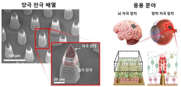 제작한 양극 전극 배열의 전자현미경(SEM) 사진과 적용 가능 분야