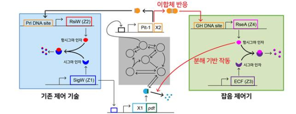잡음 제어기(NC)의 실제 생물학적 회로 구조