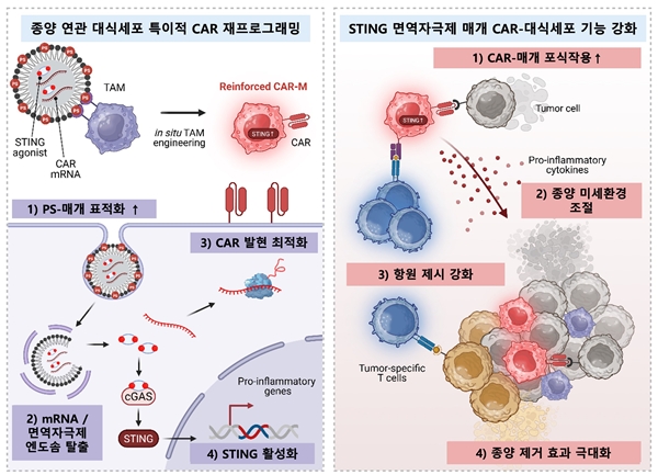 지질나노입자를 이용한 CAR mRNA와 면역자극제 동시 전달을 통한 생체 내 CAR-대식세포 생성 및 암세포 사멸 전략 모식도
