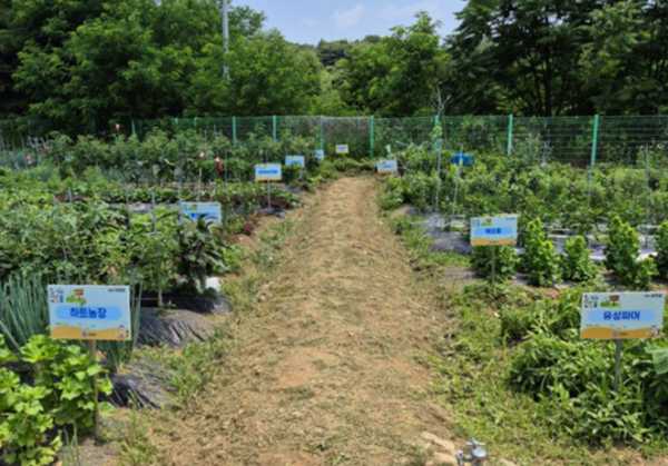 지난해 운영한 공동체 텃밭 사진