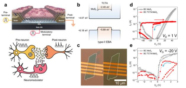 단접촉식(bottom-contact, BC) TCTA/MoS2 멤트랜지스터 구조 및 특성