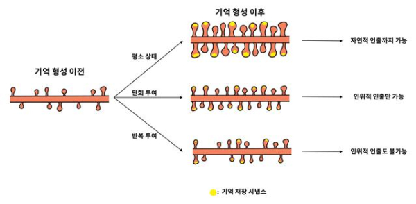 연구 핵심 내용 요약 모식도