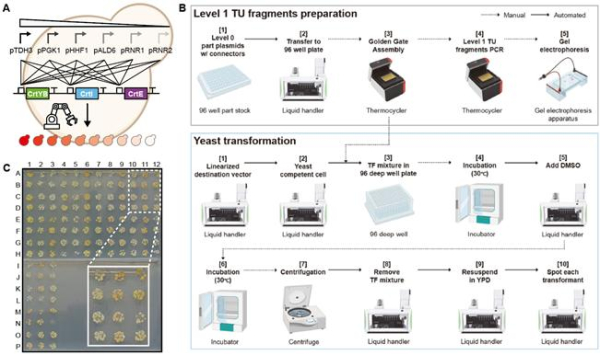 바이오파운드리 워크플로우와 통합된 EffiModular를 이용한 120종의 베타카로틴 생산 효모 균주 라이브러리의 고속 조합 조립