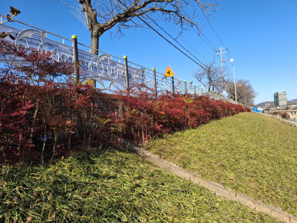 지난해 백세건강공원 사면에 조성된 ‘생활환경 숲’