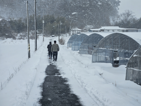 시설하우스 피복·골조 상태와 적설 대응 여건을 확인하는 현장점검 모습