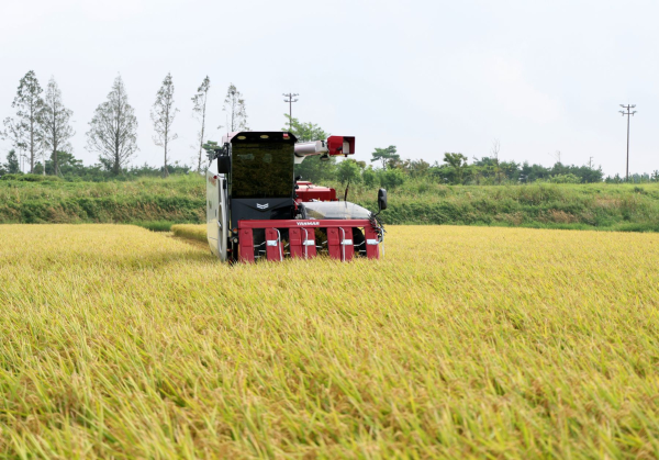 지난 2024년 송암리에서 첫 벼를 수확하는 모습