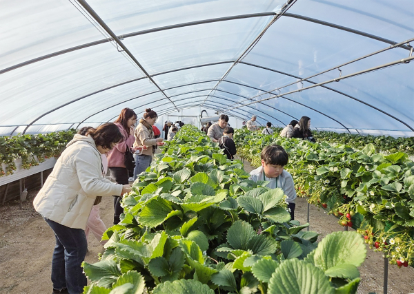 드림스타트, 겨울방학 맞아 ‘딸기 따기 체험’ 행사 모습