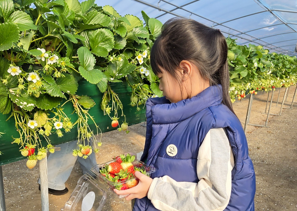 드림스타트, 겨울방학 맞아 ‘딸기 따기 체험’ 행사 모습