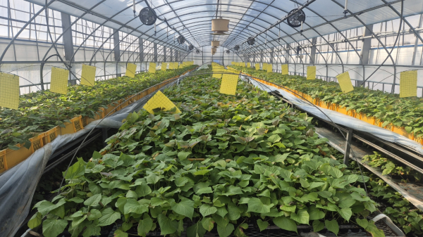 서산시 농업기술센터 내 시설에서 배양·증식되고 있는 고구마 무병묘