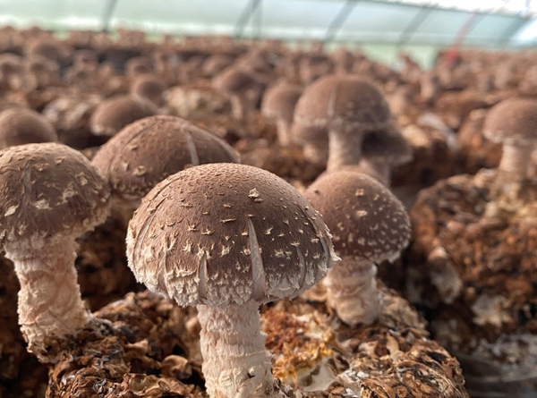 청양군 표고버섯