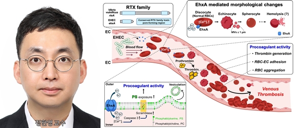 정한영 교수와 연구 모식도