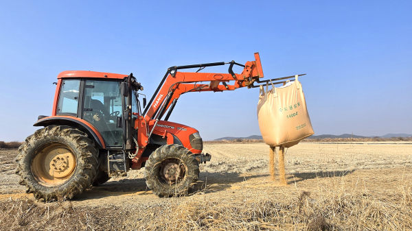 지난 12일, 서산시가 흑두루미의 안정적인 서식 환경 조성을 위해 먹이를 제공하는 모습