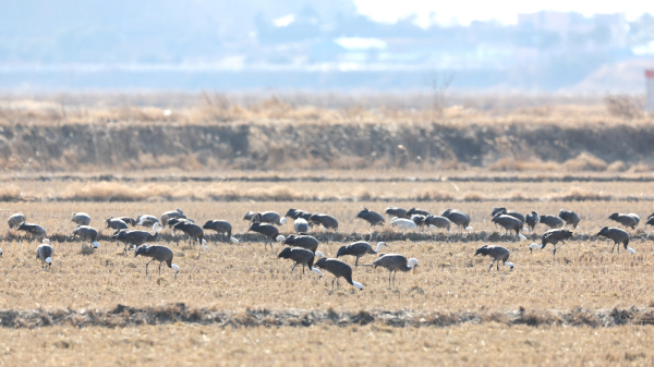 천수만을 방문한 흑두루미 모습(지난 10일 촬영)