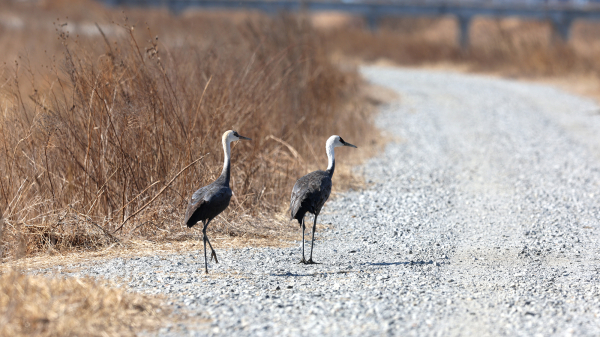 천수만을 방문한 흑두루미 모습(지난 10일 촬영)