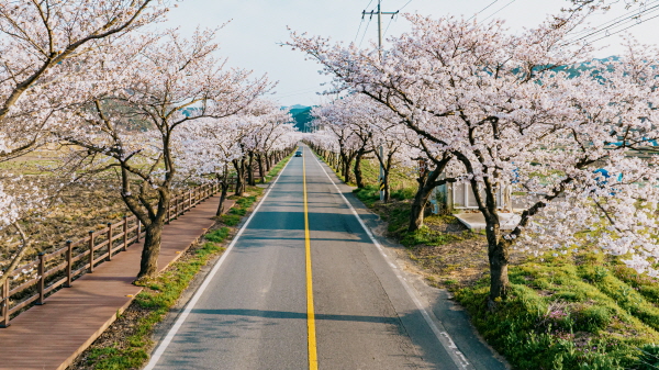 주산 벚꽃축제