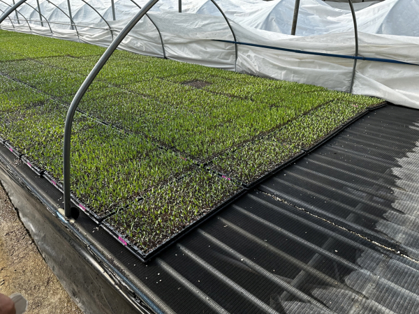 고추 육묘 현장