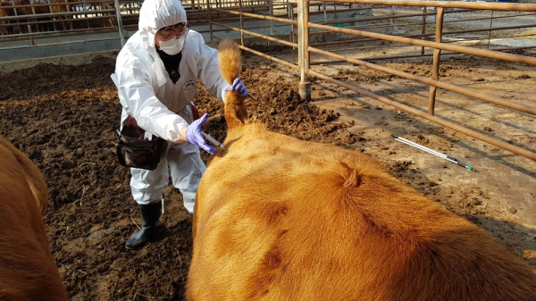 구제역 백신접종 긴급시행 모습