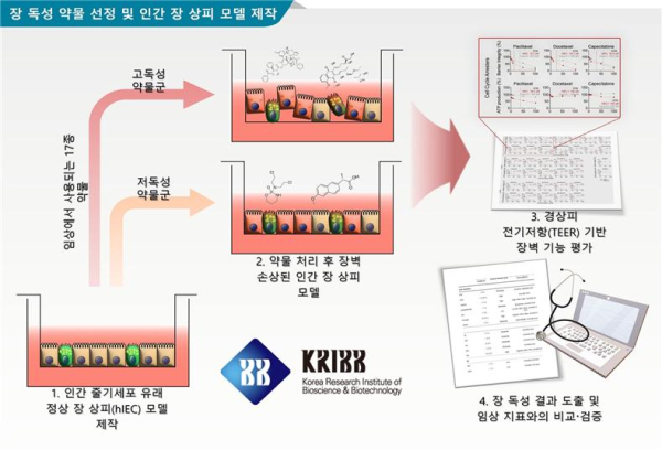 인간 줄기세포 유래 장 상피 모델을 활용한 약물 독성 평가 플랫폼 모식도