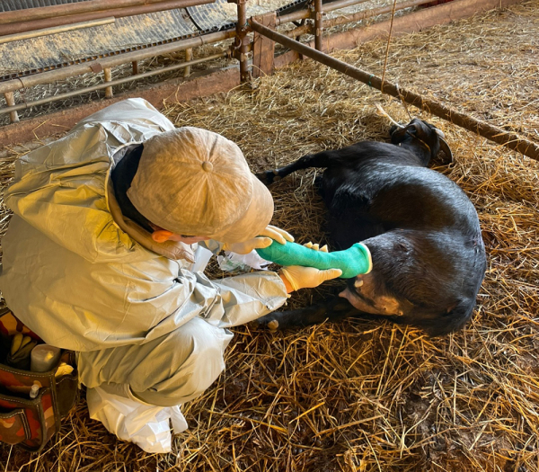 관내 대동물 전문 수의사가 염소를 치료하는 모습