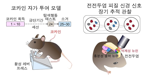 코카인 탐색해동과정 실험설계도