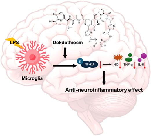 독도 방선균 배양추출물로부터 신경염증 억제능을 지닌 독도티오신(dokdothiocin) 발굴