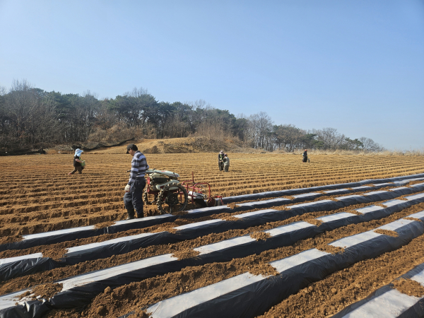 감자파종 모습