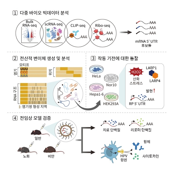 생물정보학을 활용한 mRNA 의약품 설계 및 검증 모식도