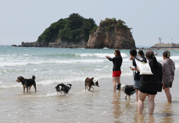 지난해 운영한 댕댕한바퀴 반려동물 해변운동회 사진.