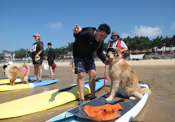 체류형관광지_반려견동반 패들보드 체험