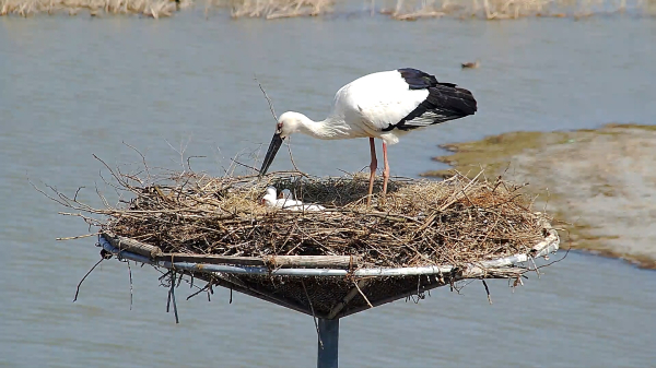서산버드랜드 황새 부부가 새끼를 양육하는 모습