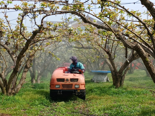 과수화상병 약제 방제 모습
