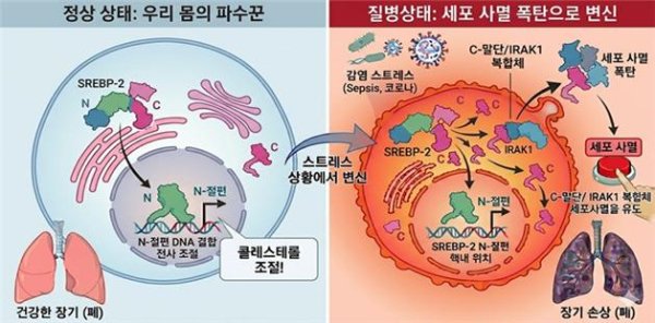 스트레스 상황에서 SREBP-2 단백질의 기능 변화와 세포 사멸 유도 기전 모식도