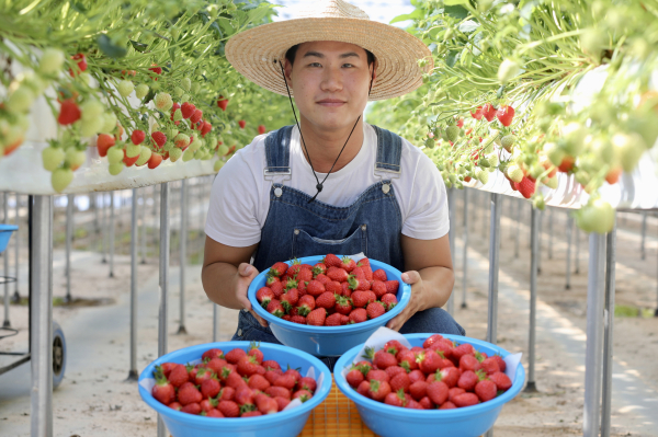 청년농업인 딸기 수확 사진