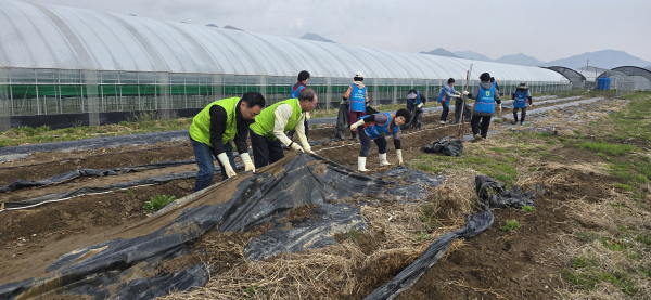 영농폐기물 수거 및 분리 작업 진행 모습